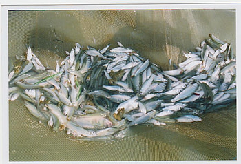 fresh water fishes, rohu, catla, grass carp, mrigal HD wallpaper