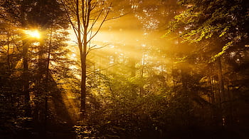 Sunlight beams through dense forest foliage creating a warm, golden atmosphere. HD wallpaper