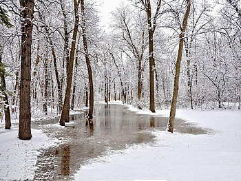 Winter Time, winter, water, forest, snow HD wallpaper