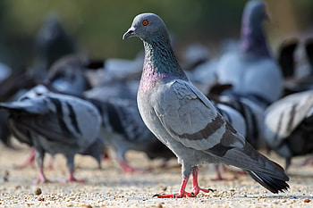 Pigeon , HQ , resolution, Unforgettable visuals HD wallpaper