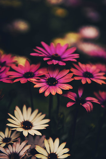 Bloom, flowers, pink, portrait HD phone wallpaper