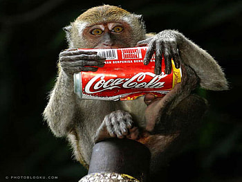coca-cola, k, m, n, e, o, y HD wallpaper