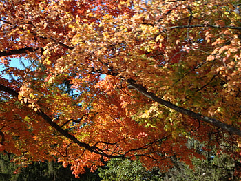 Fall Leaves, autumn, indiana, leaves, fall HD wallpaper