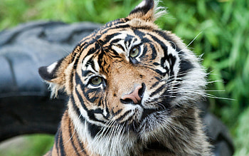 Animals, Muzzle, Big Cat, Sight, Opinion, Tiger HD wallpaper