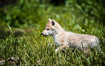 Animals, Grass, Young, Stroll, Joey, Wolf Cub HD wallpaper