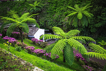 Exotic garden, garden, greenery, view, Azores, park, island, plants, exotic, house, grass, Portugal HD wallpaper