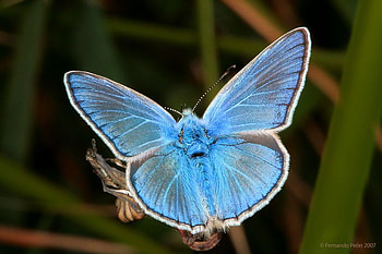 BLUE MOTH, blue, wings, bug, flight, moth, insect, macro HD wallpaper