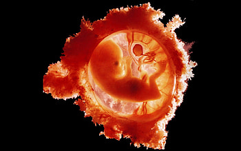 Love and Life, fetus, colorful, black, colored, graphy, , cute, baby, colors, wonderful, forces of nature, small, pregnant, kid, amazing, adorable, blood, other, gorgeous, hot, beautiful, woman, fairy, life, pretty, love, red, cool, mother, space, nature, lovely HD wallpaper