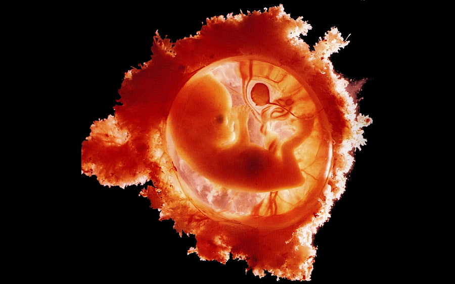 Love and Life, fetus, colorful, black, colored, graphy, , cute, baby, colors, wonderful, forces of nature, small, pregnant, kid, amazing, adorable, blood, other, gorgeous, hot, beautiful, woman, fairy, life, pretty, love, red, cool, mother, space, nature, lovely HD wallpaper
