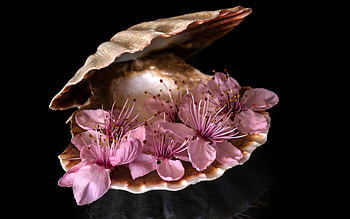 Spring in a shell, shell, pink, black, flower, sakura, spring, blossom HD wallpaper
