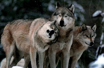 WOLVES IN WINTER COAT, winter, coat, Wolves, animals, snow, nature HD wallpaper