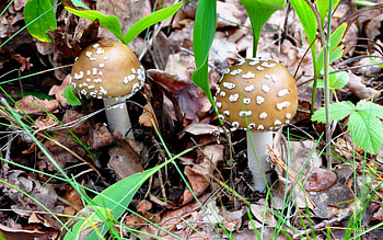 Plants, Mashrooms HD wallpaper