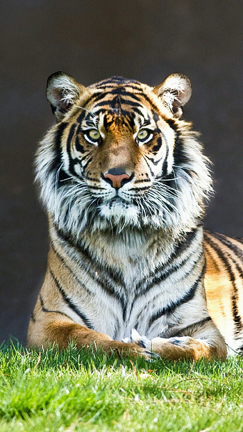 Tiger , Stunning backgrounds, High-quality , Majestic creatures HD phone wallpaper