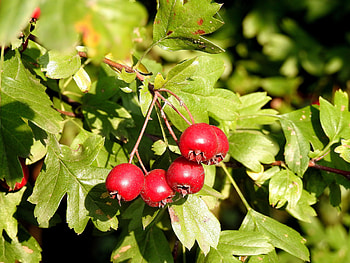 Hawthorn Tree Nature, Essbares Aus Wald, Wiese Sanddorn, Weidorn Schleorn HD wallpaper