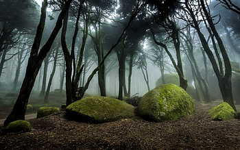 Foggy forest, fog, trees, nature, rocks, forest HD wallpaper