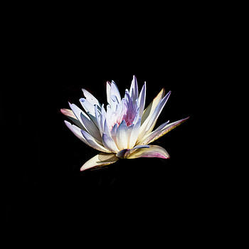 Water Lily, flower, portrait HD phone wallpaper