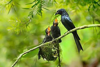 birds familly, birds, family, green, heaven HD wallpaper