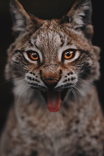 Animals, Iris, Eyes, Predator, Big Cat, Sight, Opinion HD phone wallpaper