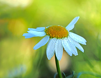 Camomile, Drops, Macro, Petals, Blur, Smooth, Chamomile HD wallpaper