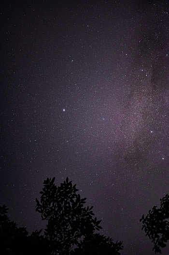 Night, Bush, Dark, Starry Sky, Branches HD phone wallpaper