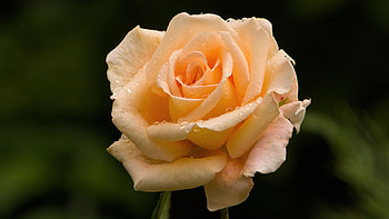 Delicate Orange Rose, rose, petals, flower, drops, nature, dew, orange, bloom HD wallpaper