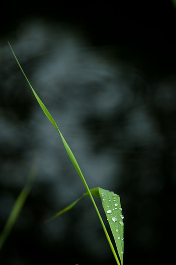 Drops, Macro, Sheet, Leaf, Stem, Stalk HD phone wallpaper