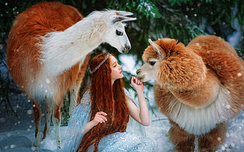 Lady and Llamas, model, lady, pretty, llama HD wallpaper