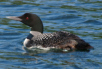 Loon , Top , Loon backgrounds HD wallpaper
