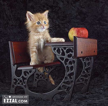 Apple For Teacher, kitten, kitty, cute, cat, desk HD wallpaper
