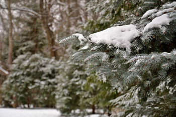 Winter scene, snowflakes, winter snow, scenic winter HD wallpaper