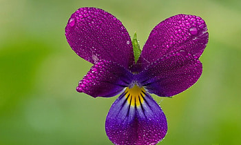Heart, purple, violet, flower HD wallpaper