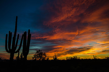 Ultra , Nevada , Nevada wolf pack, Vacation booking HD wallpaper