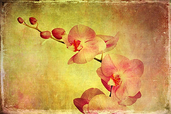 Oriental Delight, oriental, delight, vintage, flower HD wallpaper