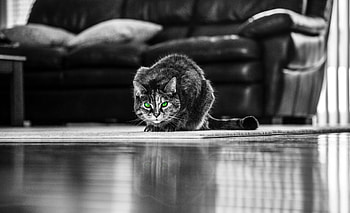 Green eyes, cat, monochrome HD wallpaper