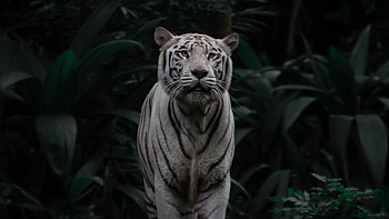 Animals, Predator, Big Cat, Tiger, Stripes, Streaks, Bengal Tiger HD wallpaper
