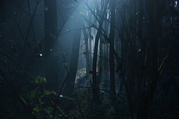 Explore the mystique of a foggy forest at dawn, with silhouettes and moody lighting. HD wallpaper