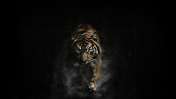 Detroit Tigers 1920x1080 HD wallpaper