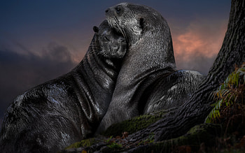 Otters, two, animal, otter, hug HD wallpaper