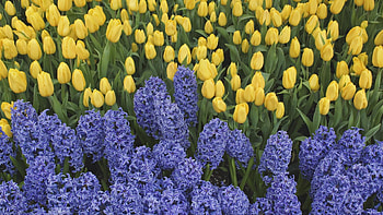 Flowers, Tulips, Greens, Flower Bed, Flowerbed, Spring, Hyacinths HD wallpaper