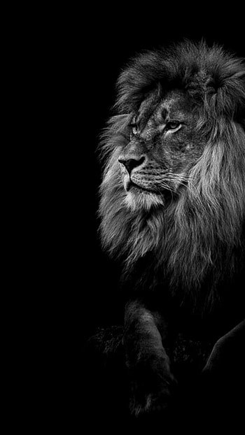 Black Lion, Jungle, King, Animal HD phone wallpaper