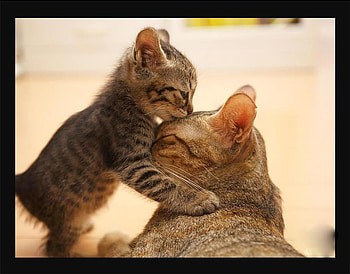 kiss, kitty, love, cats, mother, cute, cat, beauty HD wallpaper