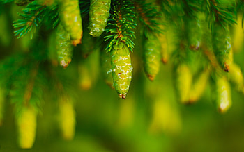 Plants, Cones, Fir-Trees HD wallpaper