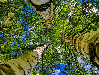 Birches, summer, birch, sun, forest HD wallpaper
