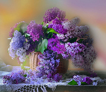 Lilac flowers, Flowers, Lilac, Basket, Purple HD wallpaper