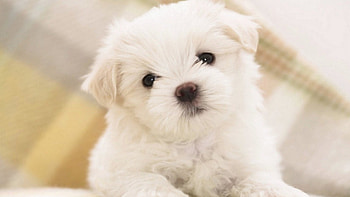 ღ PURE WHITEღ, cute, puppy, white, lovely HD wallpaper