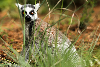 Animals, Grass, Lemur, Is Sitting, Sits, Astonishment, Surprise HD wallpaper