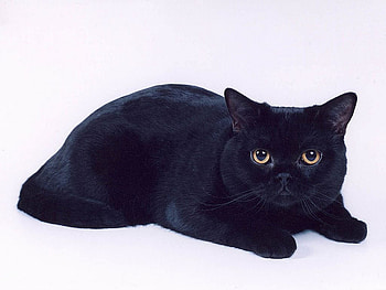My black hair..., animal, sweet, kitten, cat HD wallpaper