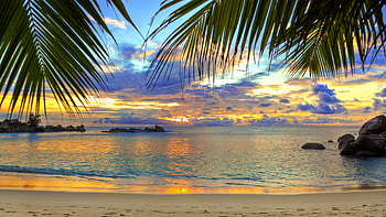 Preview beach, tropics, sea, sand, palm trees HD wallpaper