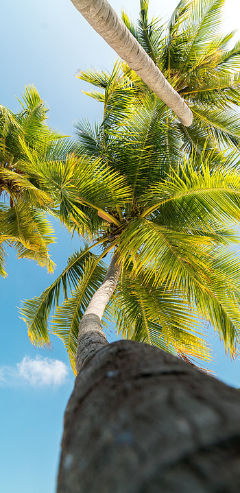 Nature, Leaves, Palms, Branches, Bottom View, Trunk HD phone wallpaper