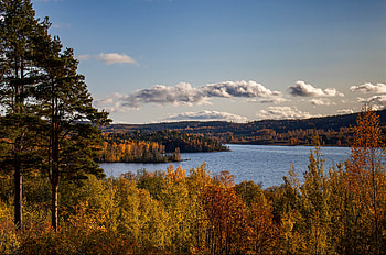 Nature, Trees, Autumn, Lake, Forest, Branches HD wallpaper